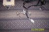 ai81.photobucket.com_albums_j239_l3gkang_gren_20machines_20trans_20formation_jasminespics006.jpg