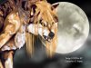 aarania.kamiki.net_sabinkamikicontest_Kitten_2067_20AmbroseBG.jpg