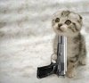 ablog.bekahbrunstetter.com_wp_content_uploads_2007_10_kitten_die.jpg