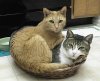 ai11.photobucket.com_albums_a176_vash_3838_basketcatsedit1.jpg