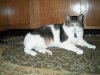 ai11.photobucket.com_albums_a176_vash_3838_orion1.jpg