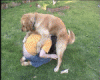 ai60.photobucket.com_albums_h24_JDMCHAT_DoggyBang.gif