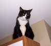 ai21.photobucket.com_albums_b261_mikeshatch_Oreo.jpg