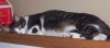 ai21.photobucket.com_albums_b261_mikeshatch_Tigger.jpg