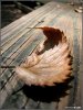 aimg178.imageshack.us_img178_7020_devilsmillhopper4ho1.jpg