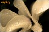 ai29.photobucket.com_albums_c266_Jdmfever_DSC_0047.jpg
