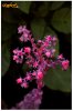 ai29.photobucket.com_albums_c266_Jdmfever_DSC_0078.jpg