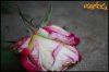 ai29.photobucket.com_albums_c266_Jdmfever_DSC_0061.jpg