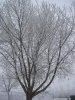 ai74.photobucket.com_albums_i244_ferio_photos_ronamark080.jpg