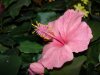 ai60.photobucket.com_albums_h24_JDMCHAT_FakeFlower1.jpg