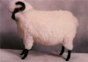 awww.bgay.com_bnews_i_gay_sheep.jpg